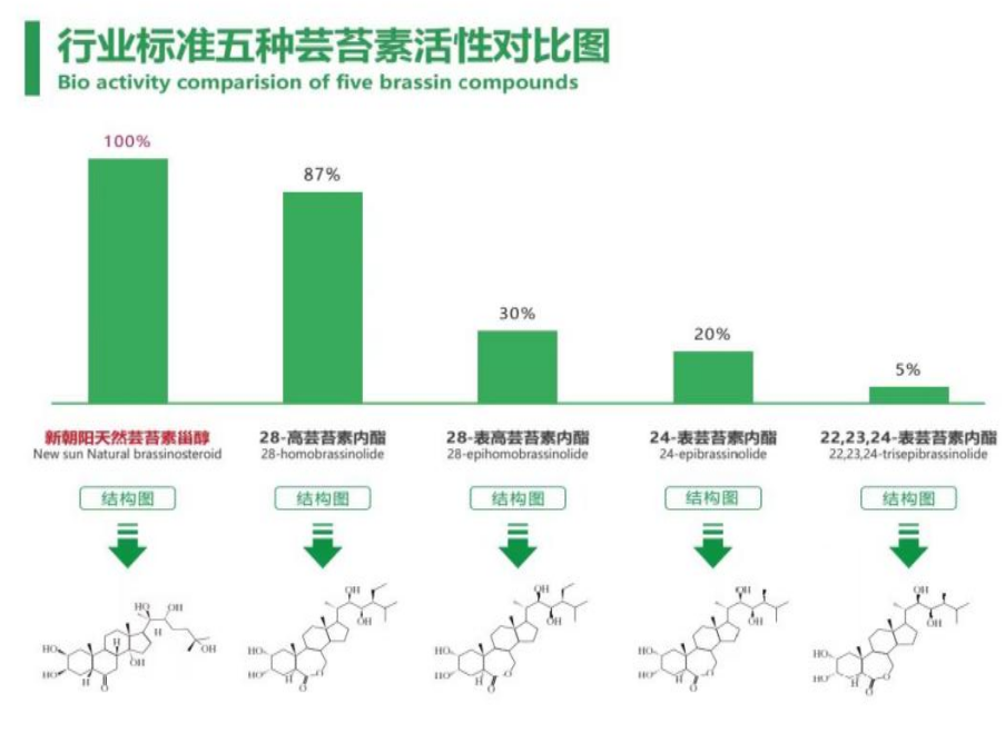 小麥拌種選新朝陽天然蕓苔素,讓小麥高產(chǎn)贏在起跑線上!(小麥在什么時候用蕓苔素效果最佳)
