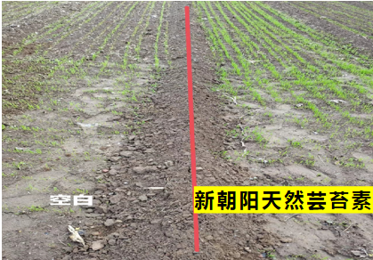 小麥拌種選新朝陽天然蕓苔素,讓小麥高產(chǎn)贏在起跑線上!(小麥在什么時候用蕓苔素效果最佳)